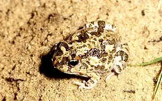 Description de l'image Tomopterna krugerensis.jpg.