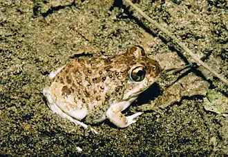 Description de l'image Tomopterna tandyi02.jpg.