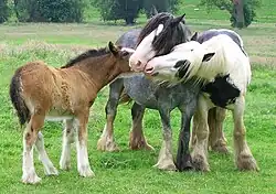Trois chevaux.