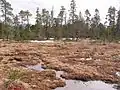 Muskeg Meadows