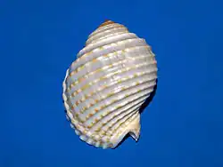 Tonna tessellata