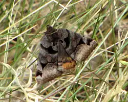 Euclidia cuspidea