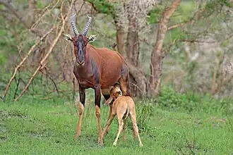 Parc national Queen Elizabeth, Ouganda (D.&nbsp;ugandae ?)