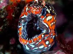 Bouche