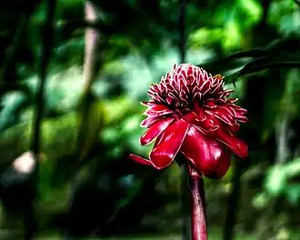 Rose de porcelaine (Etlingera elatior)