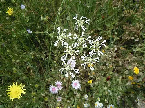Inflorescence.