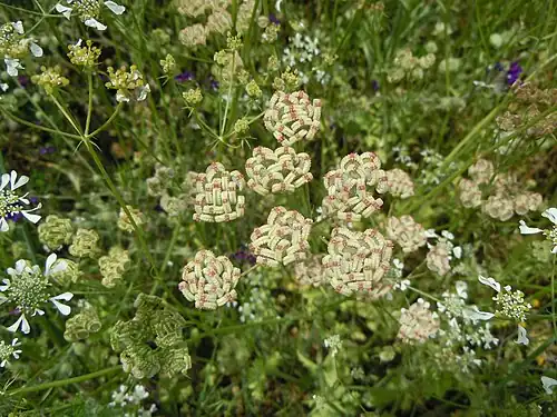 Infructescence.