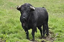 Image illustrative de l’article L'Histoire de Ferdinand