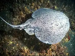 Torpedo californica