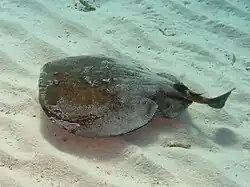 Torpedo marmorata