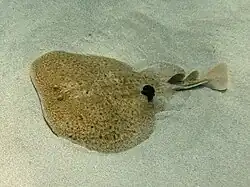 Torpedo marmorata