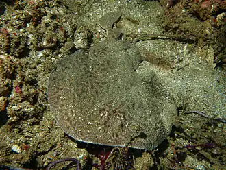 Description de l'image Torpedo musandam.jpg.