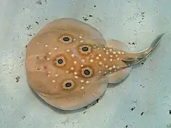 Torpedo torpedo