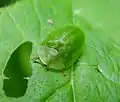 Cassida viridis