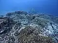 Turtle Heaven, tortue verte avec une rémora, à travers les coraux bleus (Heliopora coerula)