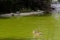 Tortues du parc Montsouris.
