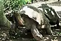 Tortue géante visible dans un parc à Nosy Be Hell-Ville