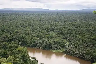 Description de l'image Tortuguero Palm Forests.JPG.