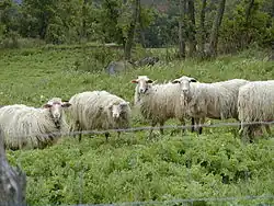 Photo d'un troupeau de moutons dans une prairie.