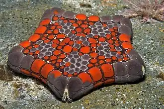 Tosia neossia