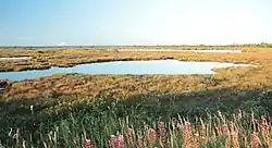 Une étendue d'eau est entourée d'une végétation trapue de couleur jaune.