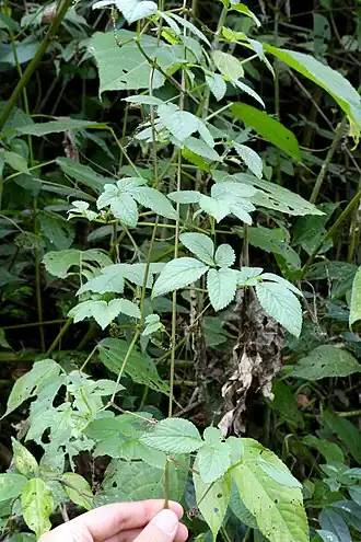 Description de l'image Tourrettia lappacea (Bignoniaceae) (32270831381).jpg.