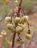 Toxidendron diversilobum.