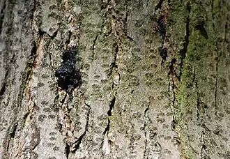 T. vernicifluum, tronc exsudant de la sève, Arboretum de Paris