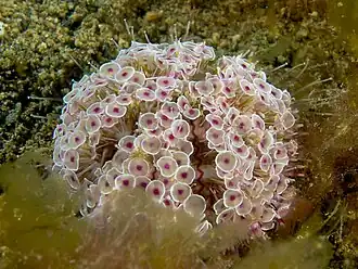 Oursin fleur (Toxopneustes pileolus).