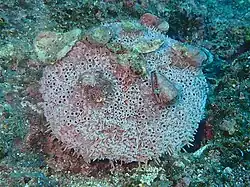 Toxopneustes roseus