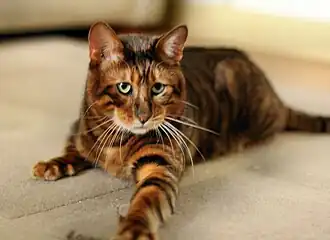Image illustrative de l’article Toyger