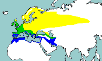 Turdus philomelos