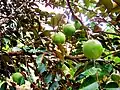 Feuillage et fruits