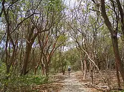 La forêt xérophile recouvre le morne.