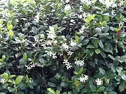 Plante en fleur.