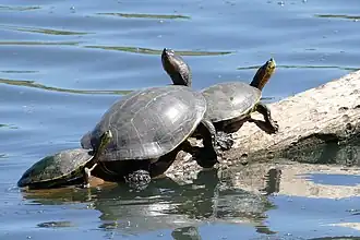 Description de l'image Trachemys nebulosa.jpg.