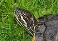 Trachemys scripta troostii