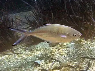 Description de l'image Trachinotus ovatus Alonissos.jpg.
