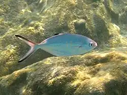 Trachinotus ovatus