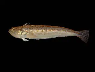 Trachinus draco