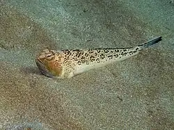 Trachinus radiatus