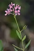 Tige fleurie, feuilles opposées.