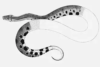 Description de l'image Trachyboa gularis.jpg.
