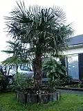 Trachycarpus fortunei.