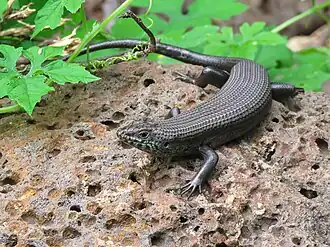 Description de l'image Trachylepis brevicollis Tanzania.jpg.