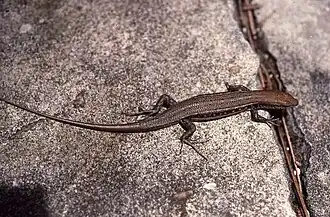 Description de l'image Trachylepis elegans.jpeg.