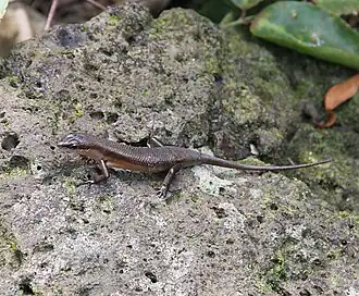 Description de l'image Trachylepis polytropis.jpg.