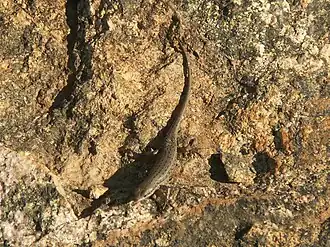 Description de l'image Trachylepis variegata.jpg.