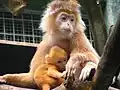 Mère et son petit