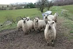 Moutons teeswater.